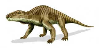 Image result for Dinophora