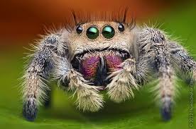 Metacyrba punctata is a species of jumping spider in the family salticidae. Female Jumping Spider Phidippus Regius Florida Jumping Spider Insects Spider
