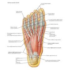 The four interossei muscles are bipenniform muscles each originating by two heads from the proximal half of the sides of adjacent. Muscles Of Plantar Region Of Foot First Layer Anatomy Proper Plantar Digital Nerves Proper Plantar Digital Nerves Anatomy Human Body Anatomy Body Anatomy