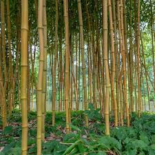 Bamboo, (subfamily bambusoideae), subfamily of tall treelike grasses of the family poaceae bamboos are distributed in tropical and subtropical to mild temperate regions, with the heaviest. Golden Bamboo Hedge Phyllostachys Aurea Best4hedging