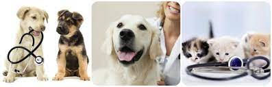 All pets veterinary house call. Veterinarians Veterinary House Calls Services Clinic Flint Mi