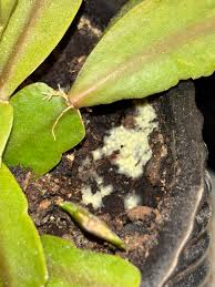 Image result for Ellipanthus madagascariensis