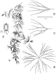 Image result for Ceratophyllum muricatum