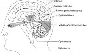 Start studying sehbahn + corpus geniculatum laterale. Weiterleitung Visueller Signale