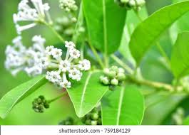 Check spelling or type a new query. Cestrum Nocturnum Night Blooming Jasmine Knight Stock Photo Edit Now 759184129