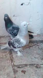 Karabuk Guvercin Evi Ana Sayfa Facebook