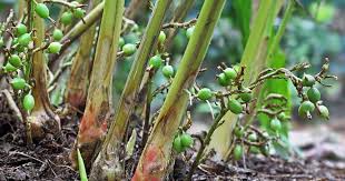 Translate from english, russian, german, french, spanish, italian, ukrainian. Sir Zayn On Twitter Speaking Of Buah Pelaga Did You Know They Are In The Ginger Family I Come To Find Out Only Because An Old Friend Posted These Buah Senggang