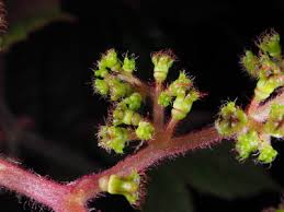 Image result for Cyphostemma abercornense