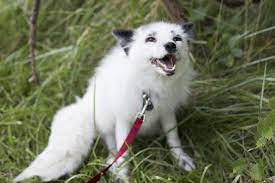 Russians Secretly Domesticated Foxes In Just 50 Years Pet Fox Domestic Fox Pets