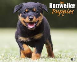 Rottweiler Black And Brown Puppy What S Black And Brown And Cute All Over Rottweiler Puppies Of Course Rottweiler Puppies Puppies Cute Puppies
