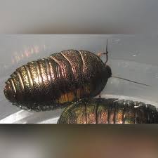 Image result for Pseudopod Ospermum