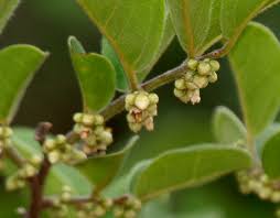 Image result for Diospyros inhacaensis
