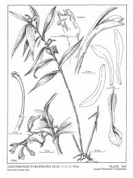 Image result for Corymborkis