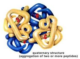 Functions Of Proteins