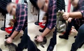 Kediyi Dakikalarca Sopayla Dovdu Eziyet Her Yerde Peki Hayvan Haklari Yasasi Nerede Onedio Com