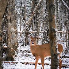 Profil pentru J.D. Irving, Limited