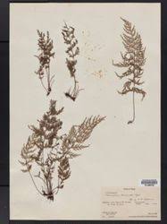 Image result for Abrodictyum rigidum