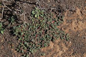 Image result for Trianthema parvifolia