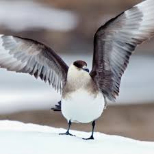 Arctic Skua Parasitic Jaeger National Geographic Sea Birds Scottish Animals British Birds Of Prey