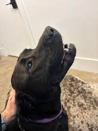 REUNITED!!‼️Lost pit mama william cannon plz let me know if yall know her  parents