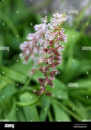 Image result for Liparis bowkeri