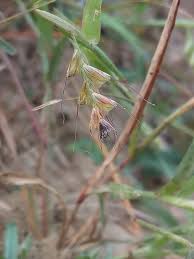 Image result for Tetrapogon tenellus