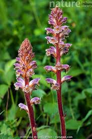 Image result for Orobanche minor