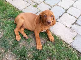Search for dogs closest to your area by changing the search location. Vizsla Girl Puppy For Sale Newark Nottinghamshire Pets4homes