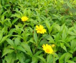 Types include foliage, flowering, succulents, and cacti. Invasive Plant Species Are Creeping Into Kerala After The Floods The News Minute