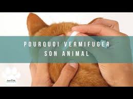 2 pourquoi vermifuger son chien ou son chat youtube chien vermifuge chien chien chat