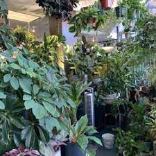 Huge marconi sweet peppers are a marvel for flavor and texture. Best Plant Nurseries Near Me August 2021 Find Nearby Plant Nurseries Reviews Yelp