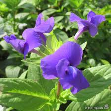 Image result for Halopegia azurea