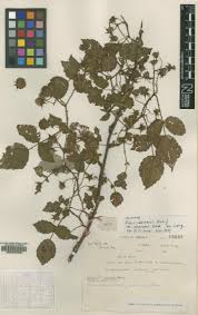 Image result for Rubus chapmanianus