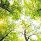 Arbor Day