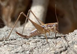 Image result for Exochaenium gracile