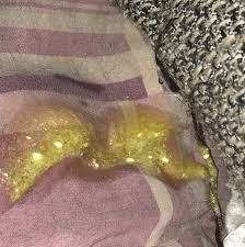 Schmierige, übelriechende und gelbliche ausscheidungen können auf fettstuhl zurückgehen. Hund Erbricht Grunes Zeug Tiere Krank Erbrechen