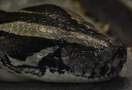 10 Most Horrifying Big Snake Attacks On Humans 1 Will Leave You In A Big Shock Photos Videos