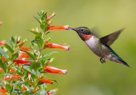 We did not find results for: Appearance Ruby Throated Hummingbird Archilochus Colubris Birds Of The World