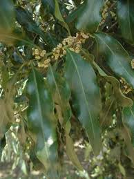 Image result for Euclea