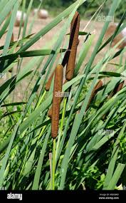 Image result for Typha