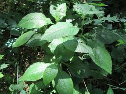 Image result for Elephantopus