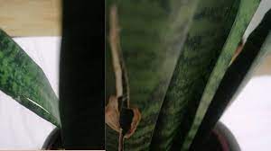 Snake plant or sansevieria trifasciata is a flowering plant in the family of asparagaceae which is native to tropical regions of west africa. Snake Plant Leaves Splitting Causes And How To Fix It Garden For Indoor