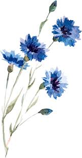 View And Download Hd Watercolor Painting Illustration Flowers Watercolor Flower Dr In 2020 Beautiful Flower Drawings Flower Illustration Watercolor Flowers Paintings