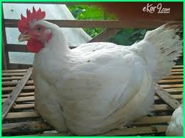 Tanaman sangat banyak fungsi dan manfaatnya maka kita harus terus menjaga kelestarian tumbuhan agar kita semua dapat hidup sejahtera. 10 Hewan Yang Memiliki Manfaat Bagi Manusia Ekor9 Com Ekor9 Com