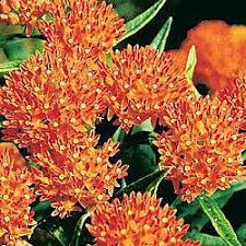 Orange Butterfly Plant For Pool Good With Grasses Butterfly Plants Plants Butterfly Garden