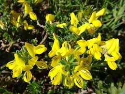 Image result for Genista