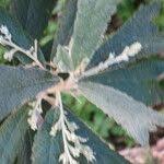 Image result for Tarchonanthus trilobus