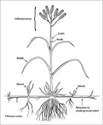 Image result for Pycreus fluminalis