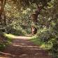 Experience Community Sherwood Forest  Ramble event image