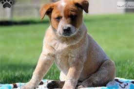 Thunder Red Heeler Heeler Puppies Red Heeler Puppies Australian Cattle Dog Blue Heeler